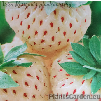 Aedmaasikas Pineberry