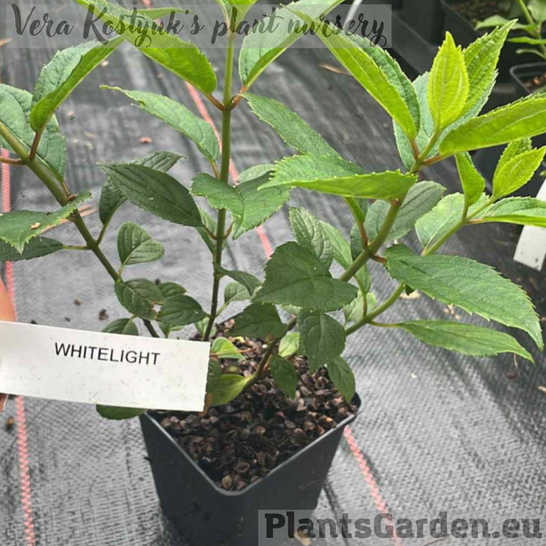 Discounted Hydrangeas