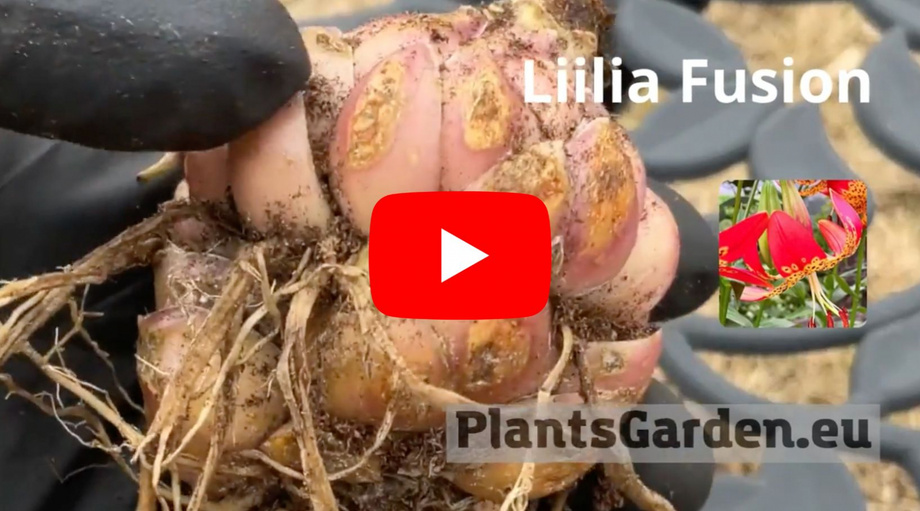 Flower Paradise Video