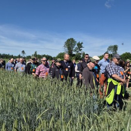 Linas Agro põllupäev tõi esile taliviljade sordivõrdlused