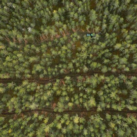 Riigimetsas lõpeb peagi pesitsusrahu, töid jätkatakse järk-järgult